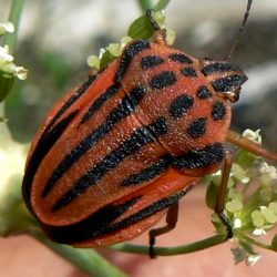 Graphosoma semipunctatum